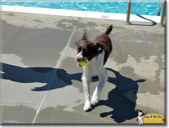 Polly the English Springer Spaniel, the Dog of the Day