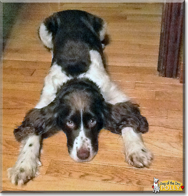 Polly the English Springer Spaniel, the Dog of the Day