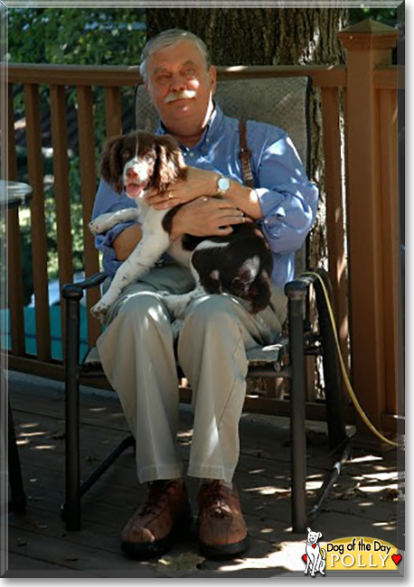 Polly the English Springer Spaniel, the Dog of the Day