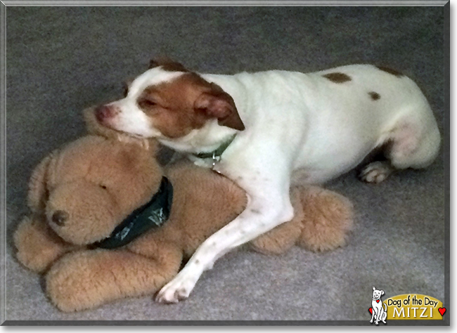 Mitzi the Italian Greyhound/Terrier mix, the Dog of the Day