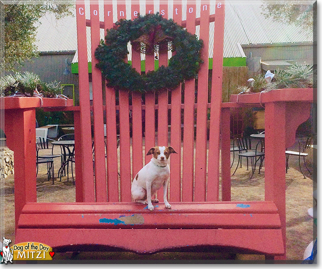 Mitzi the Italian Greyhound/Terrier mix, the Dog of the Day