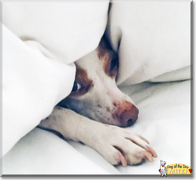 Mitzi the Italian Greyhound/Terrier mix, the Dog of the Day