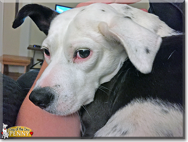 Penny the Terrier mix, the Dog of the Day