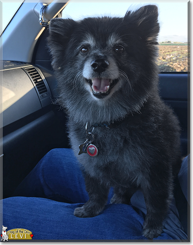 Levi the Pomeranian, the Dog of the Day