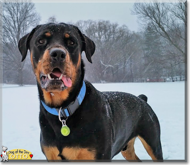 Otto the Rottweiler, the Dog of the Day