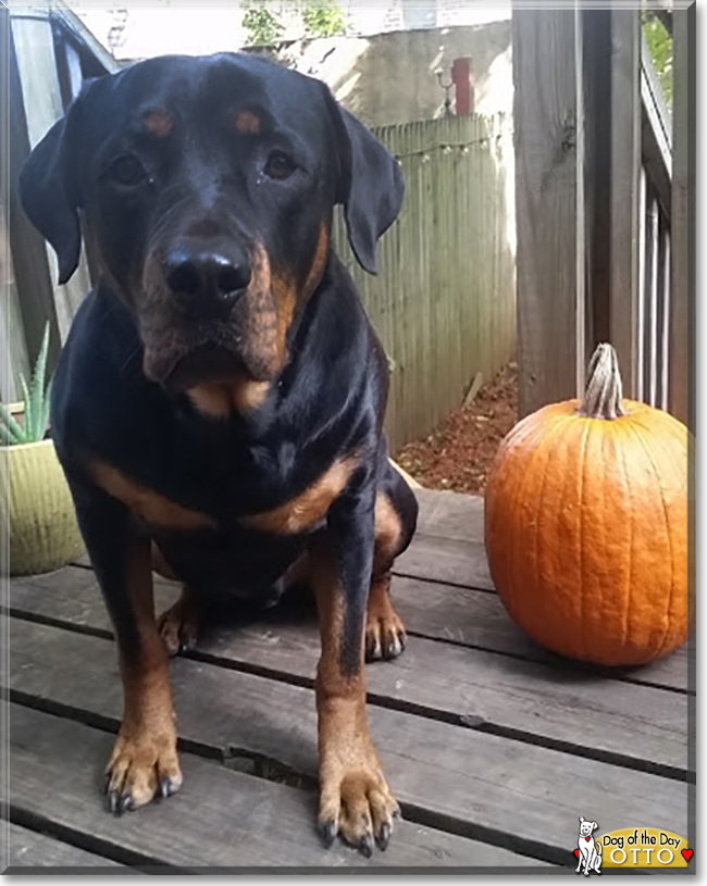 Otto the Rottweiler, the Dog of the Day