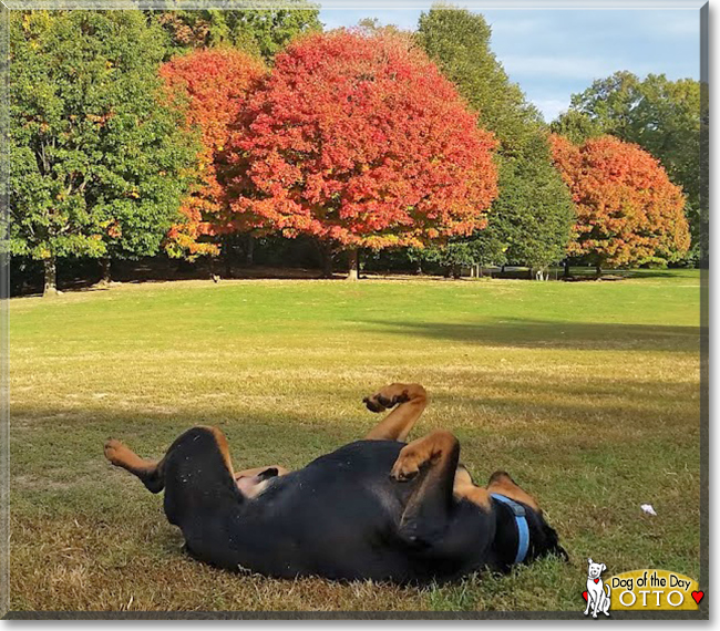 Otto the Rottweiler, the Dog of the Day