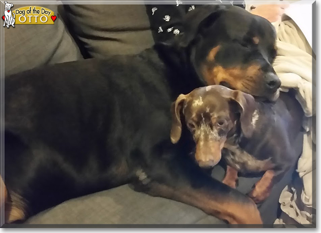 Otto the Rottweiler, the Dog of the Day