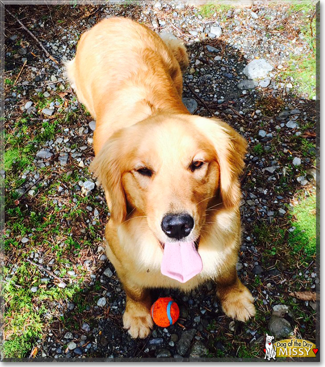 Missy the Golden Retriever, the Dog of the Day