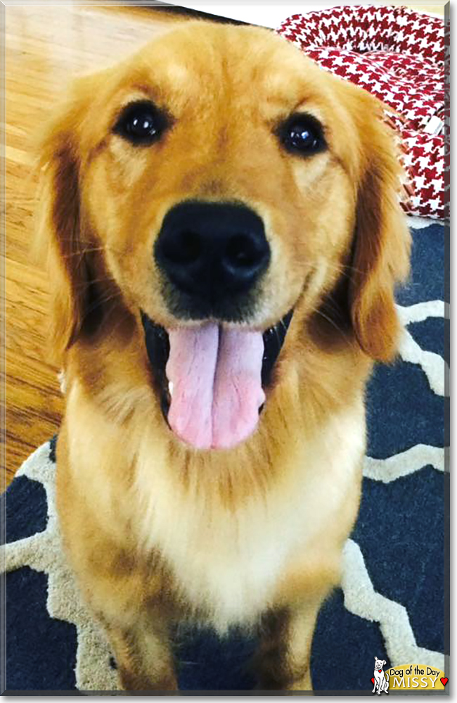 Missy the Golden Retriever, the Dog of the Day