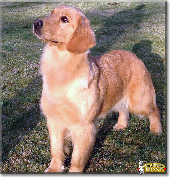 Missy the Golden Retriever, the Dog of the Day