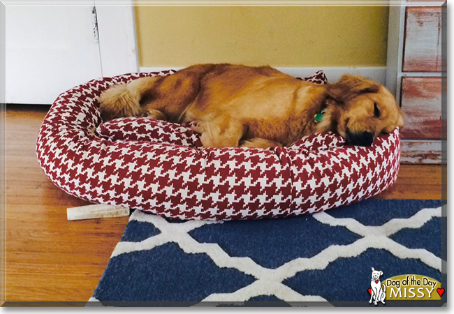 Missy the Golden Retriever, the Dog of the Day