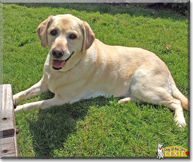 Lexie the Labrador Retriever, the Dog of the Day