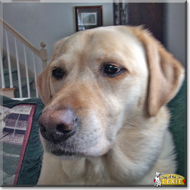 Lexie the Labrador Retriever, the Dog of the Day