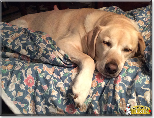 Lexie the Labrador Retriever, the Dog of the Day