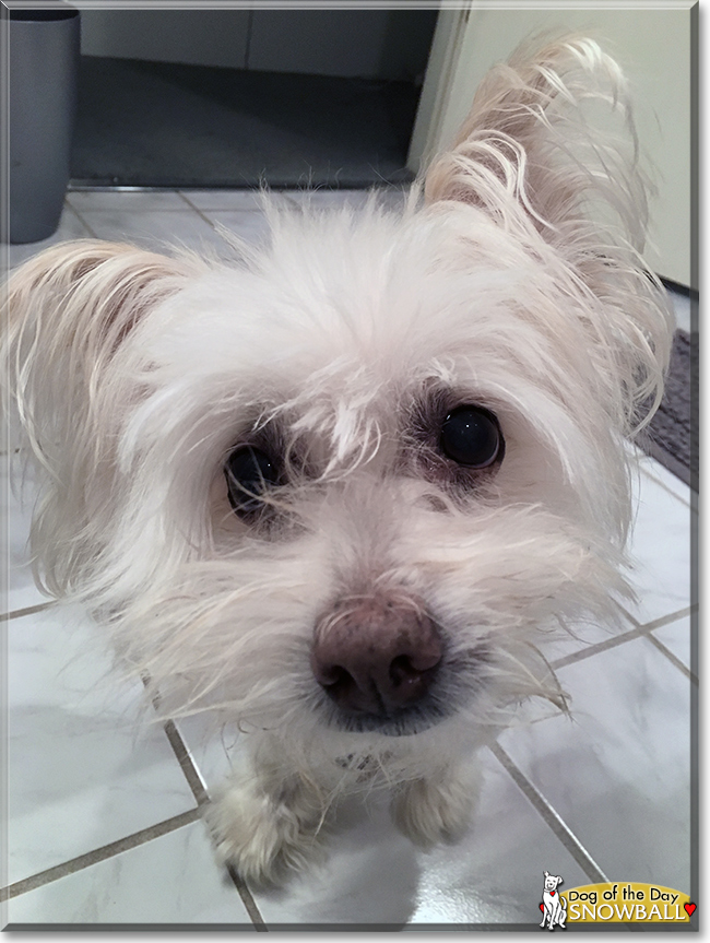 a dog that looks like a snowball