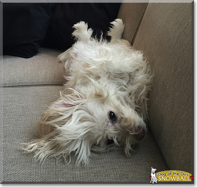 Snowball the Dog, the Dog of the Day