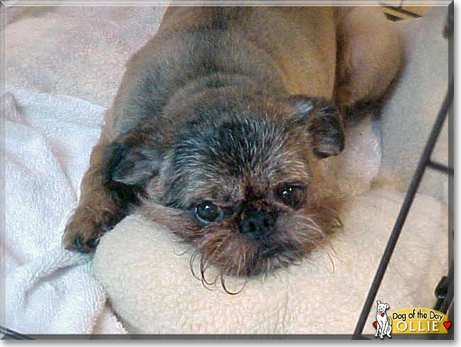 brussels griffon wags its tail