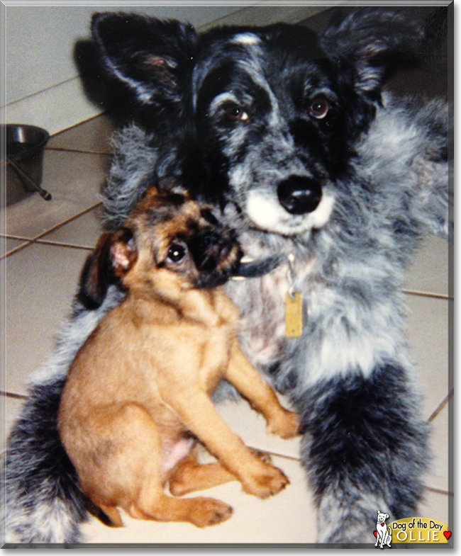 Ollie the Brussels Griffon, the Dog of the Day