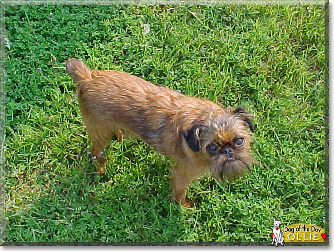 Ollie the Brussels Griffon, the Dog of the Day