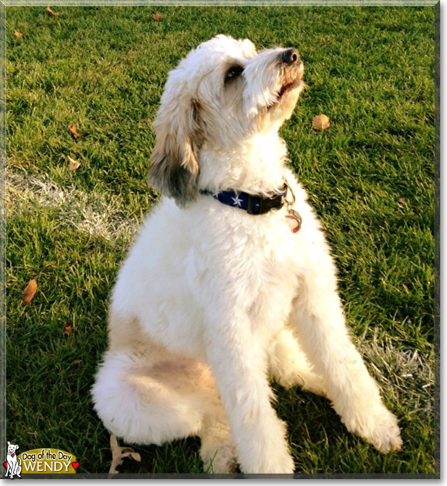 Wendy the Mixed Breed Dog, the Dog of the Day