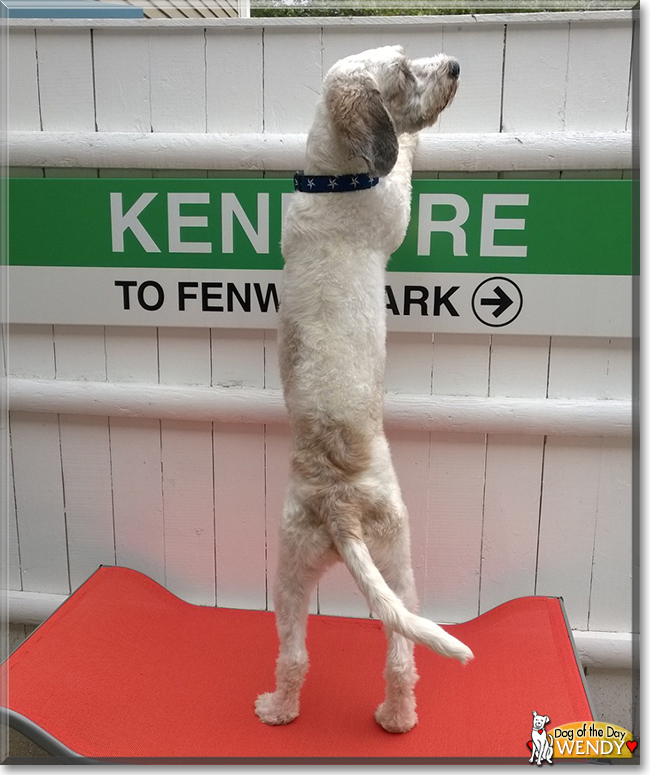 Wendy the Mixed Breed Dog, the Dog of the Day