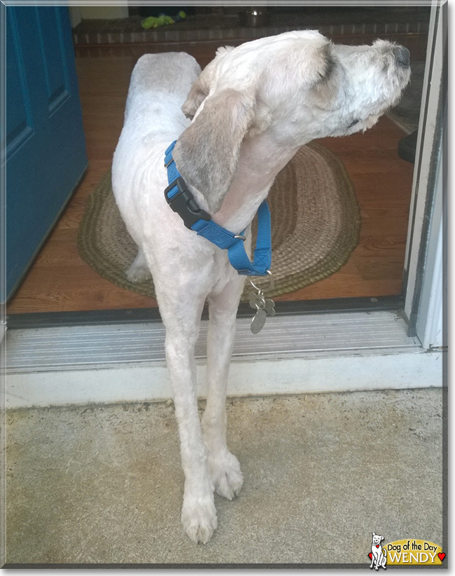 Wendy the Mixed Breed Dog, the Dog of the Day