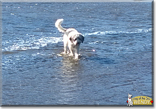 Wendy the Mixed Breed Dog, the Dog of the Day