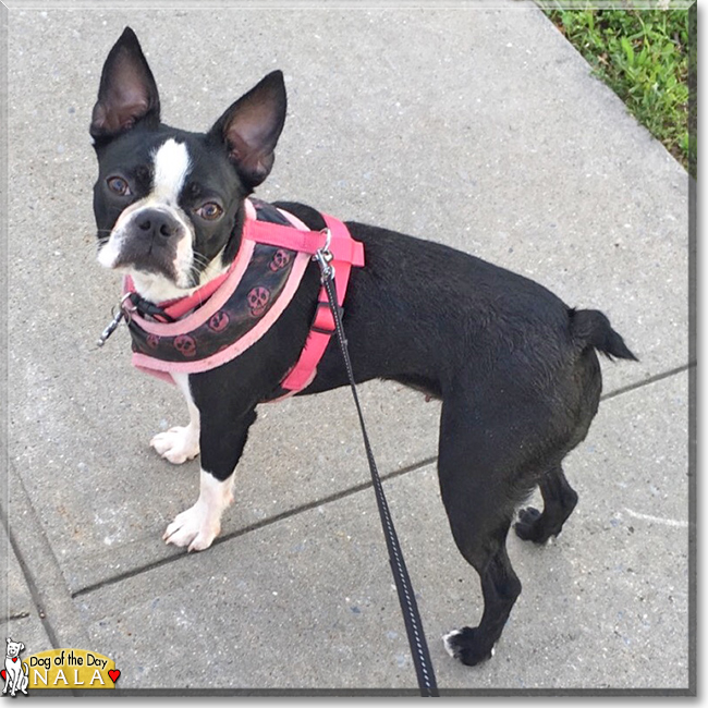 Nala the Boston Terrier, the Dog of the Day