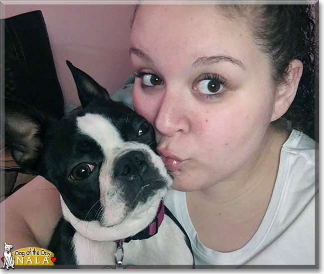 Nala the Boston Terrier, the Dog of the Day