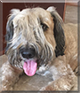 Bailey the Soft-Coated Wheaten Terrier