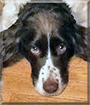 Polly the English Springer Spaniel