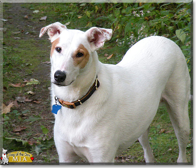 Mia the Greyhound mix, the Dog of the Day