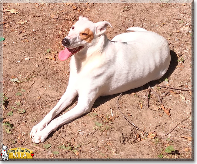 Mia the Greyhound mix, the Dog of the Day