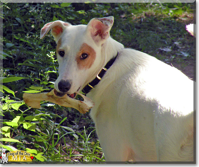 Mia the Greyhound mix, the Dog of the Day