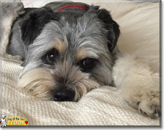 Teddy the Terrier/Shih Tzu/Pomeranian mix, the Dog of the Day