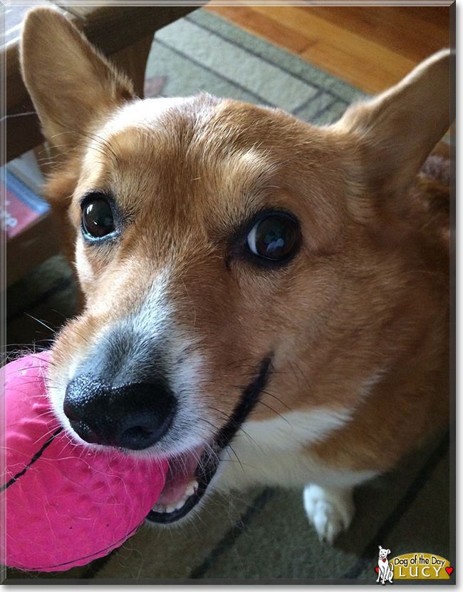 Lucy the Pembroke Welsh Corgi, the Dog of the Day