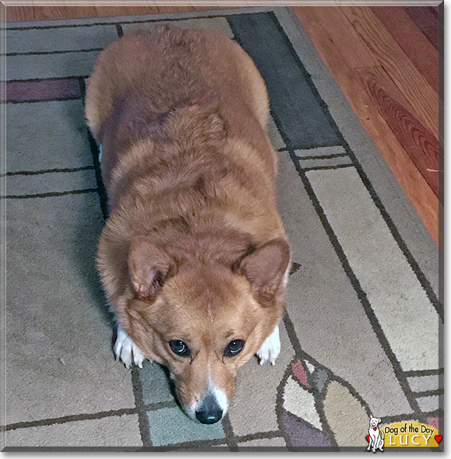 Lucy the Pembroke Welsh Corgi, the Dog of the Day