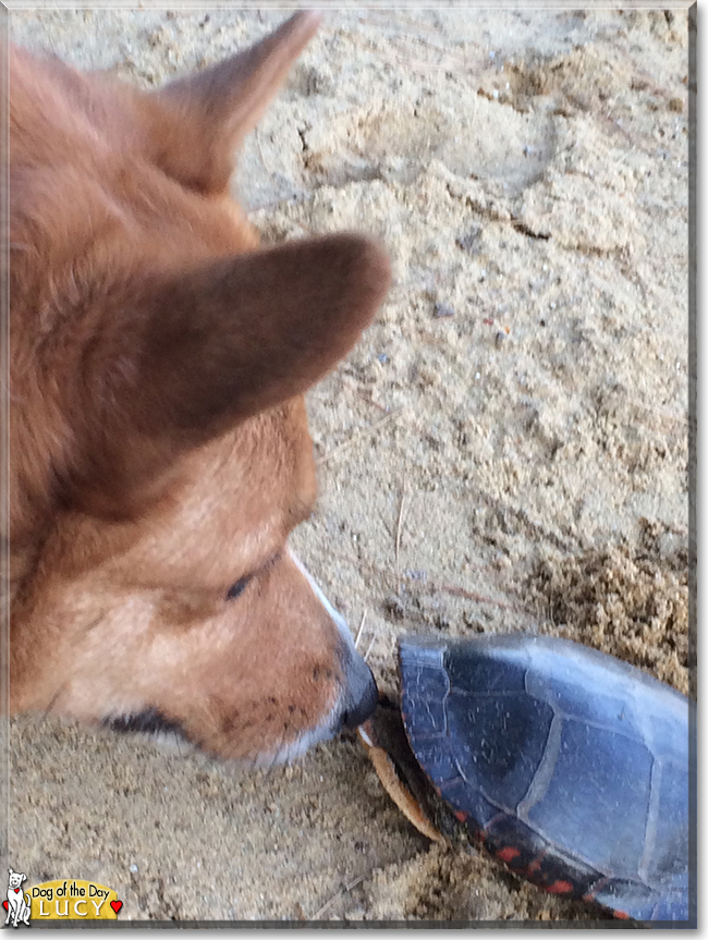 Lucy the Pembroke Welsh Corgi, the Dog of the Day