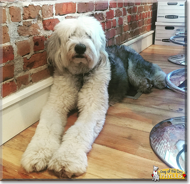 Phyllis the Old English Sheepdog, the Dog of the Day