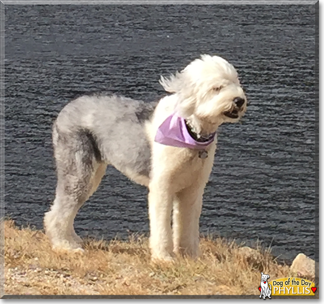 Phyllis the Old English Sheepdog, the Dog of the Day