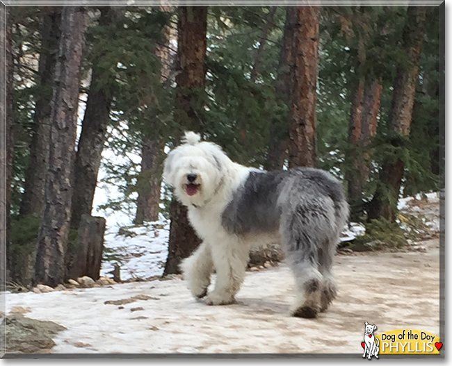 Phyllis the Old English Sheepdog, the Dog of the Day