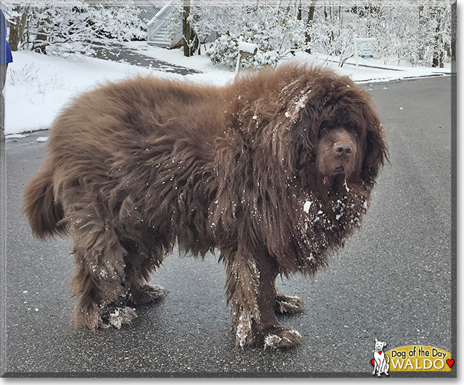 Waldo the Newfoundland, the Dog of the Day