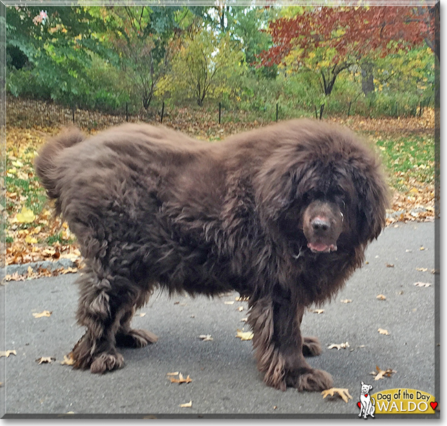 Waldo the Newfoundland, the Dog of the Day