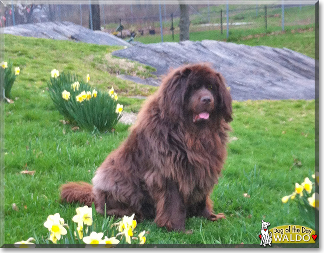 Waldo the Newfoundland, the Dog of the Day