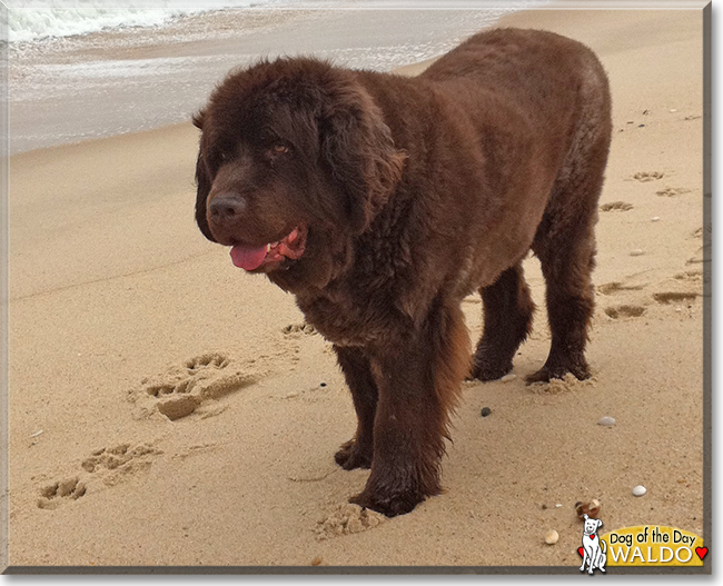 Waldo the Newfoundland, the Dog of the Day