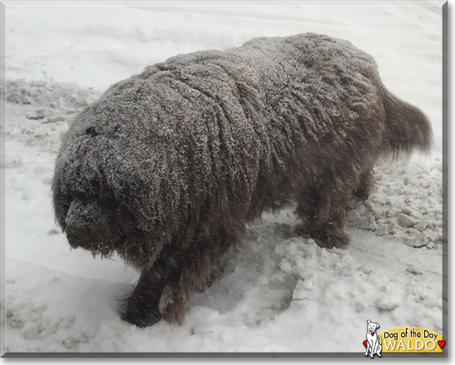 Waldo the Newfoundland, the Dog of the Day