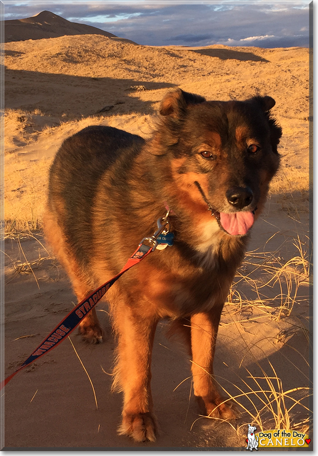 Don Canelo the Shepherd, Chow, Collie mix, the Dog of the Day