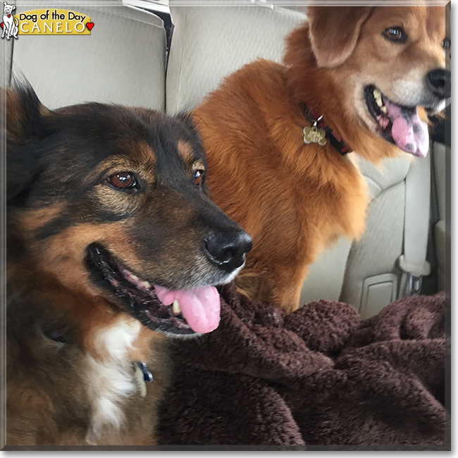 Don Canelo the Shepherd, Chow, Collie mix, the Dog of the Day