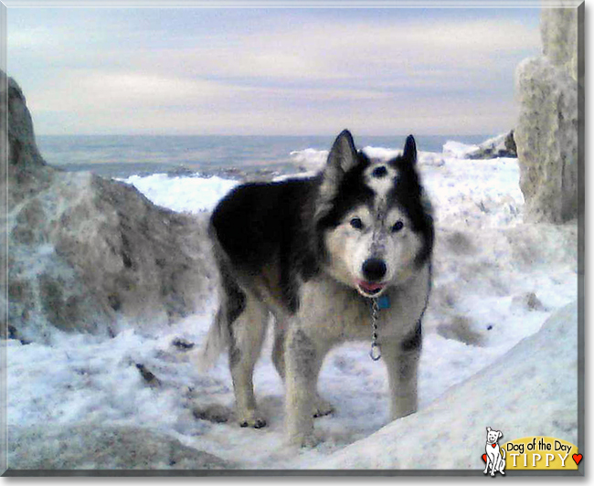 Tippy the Husky/Collie, the Dog of the Day